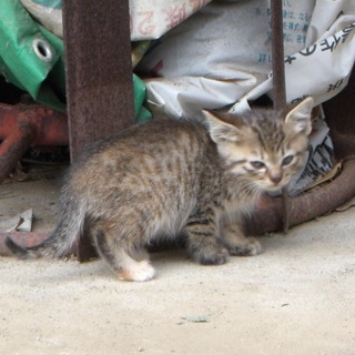 仔猫③キジトラ