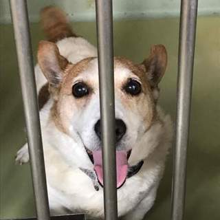 キラキラの目の人懐こいクリン君