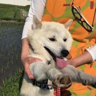 穏やかな男子しろう君