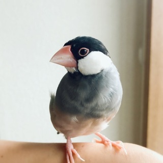 手乗り なつっこい桜文鳥／女の子