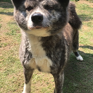 秋田犬の虎毛の女の子