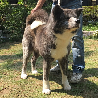 秋田犬 虎毛のメス