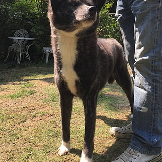 秋田犬の虎毛 メス