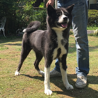 秋田犬の虎毛 メス