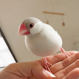 手のり ナデナデ〜ライトシルバー文鳥／男の子