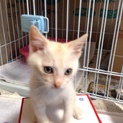 ベージュ系子猫2ヶ月ぐらい☆2匹