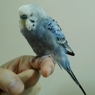 元気な手乗りセキセイインコの男の子です。