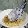 元気な手乗りセキセイインコの男の子です。 サムネイル2