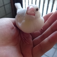 白文鳥のトト