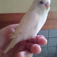 セキセイの雪乃助(ゆきのすけ)