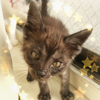 ☆広島で1番のおぶすちゃん☆