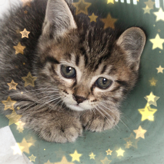 ☆ぼくちん、ププだよ〜☆