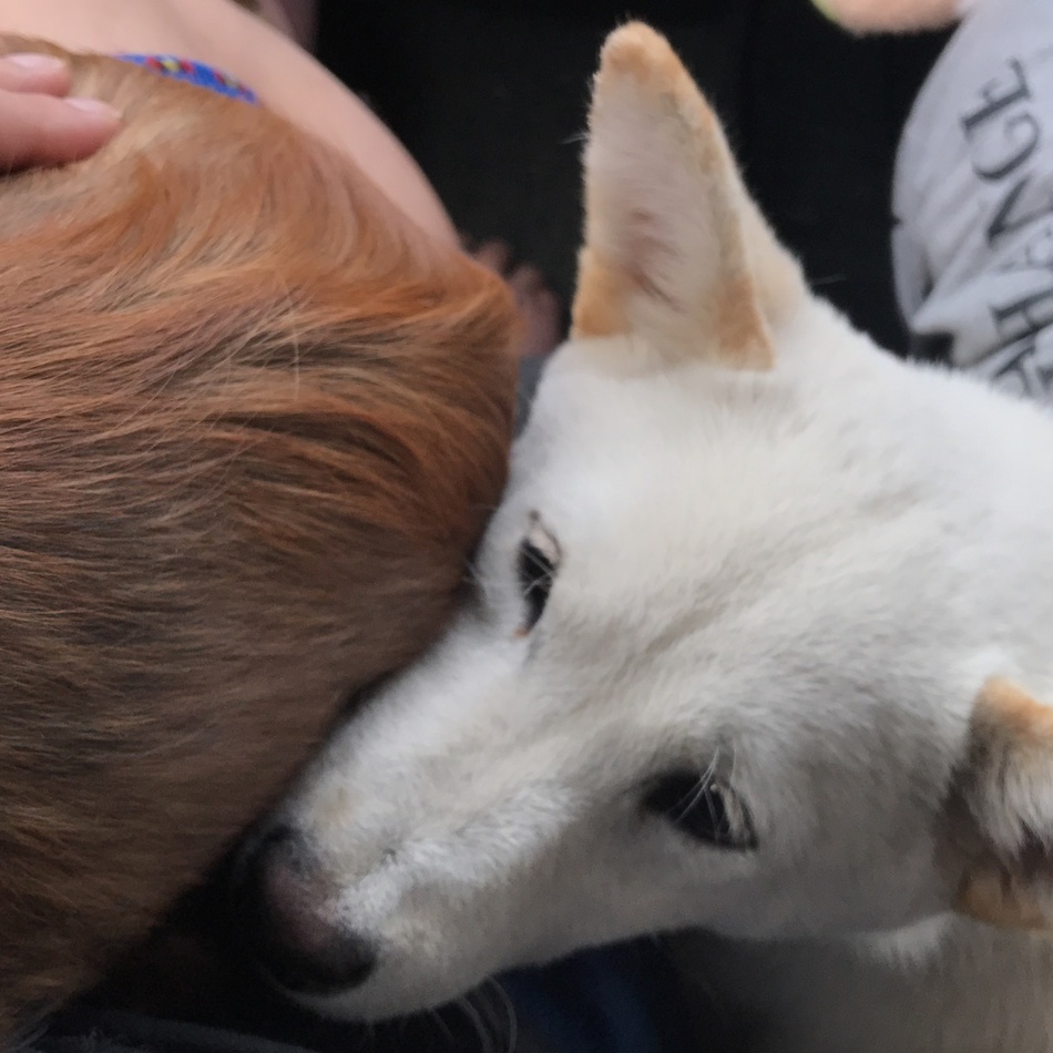 モモのカバー写真