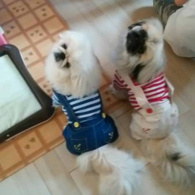 ペキママのカバー写真