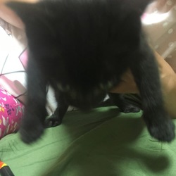 「ルビィ」サムネイル2