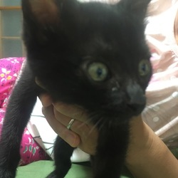 「ルビィ」サムネイル3