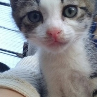 緊急！！お願いします