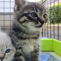 仔猫 キジトラの男の子