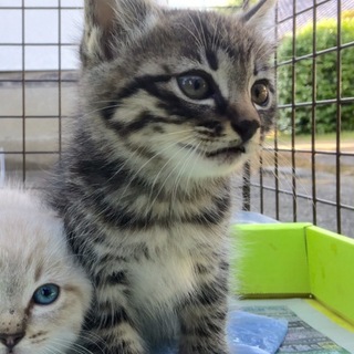 仔猫 キジトラの男の子