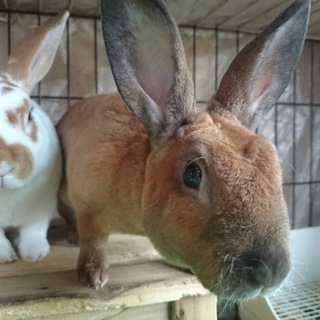 ミニレッキス里親募集します。