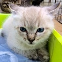 仔猫 グレー白の女の子