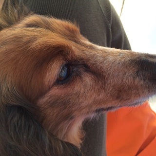 「ほまれ」人が大好き！とても元気で甘えん坊。