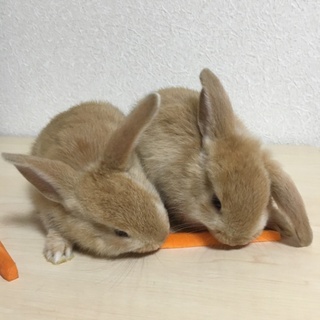 うさぎの赤ちゃん2羽います
