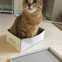 元気いっぱい美人猫ちゃん