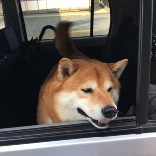 オス柴犬の里親決定