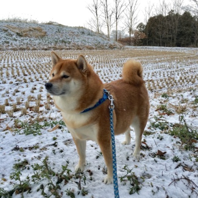 ほたるβのカバー写真