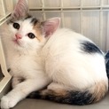 ミケ子猫ちゃん