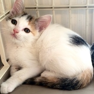 ミケ子猫ちゃん