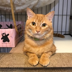 幸せになった茶アメくんたちの話