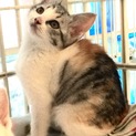 ミケ子猫ちゃん