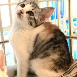 ミケ子猫ちゃん