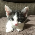 2ヶ月の子猫 