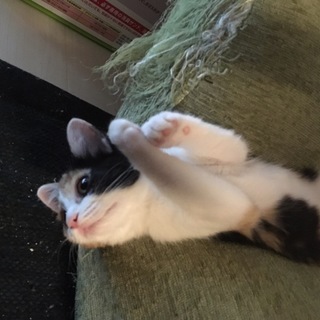 【お見合い予定】4ヶ月♀マイペースで頭脳明晰！