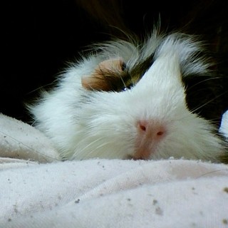 今年３歳のモルモット女の子