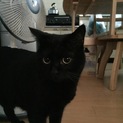 真っ黒すぎる猫