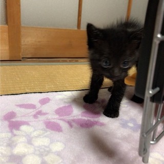 捨てられてました。誰か本当にお願いします。