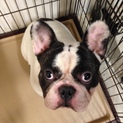 2歳5ヶ月フレンチブルドッグ