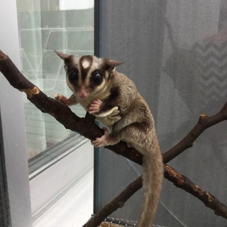 フクロモモンガ   静岡県