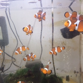 カクレクマノミ　自宅生まれ