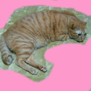 成猫の里親募集します。