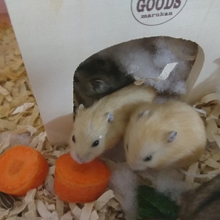 6月生まれハムスターの赤ちゃんの里親募集です！