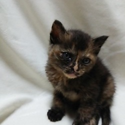 第9回　戸田ニャンコおたすけ隊　猫の里親会開催