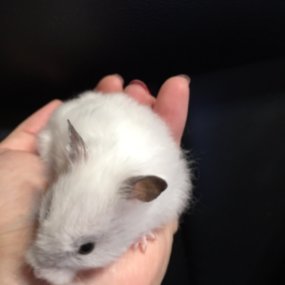 ホワイトロングハムスター メス １匹