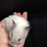 ホワイトロングハムスター メス １匹 サムネイル2