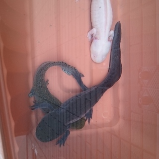 ウーパールーパー 決定しました。