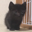 ずんぐりむっくり　黒猫の女の仔